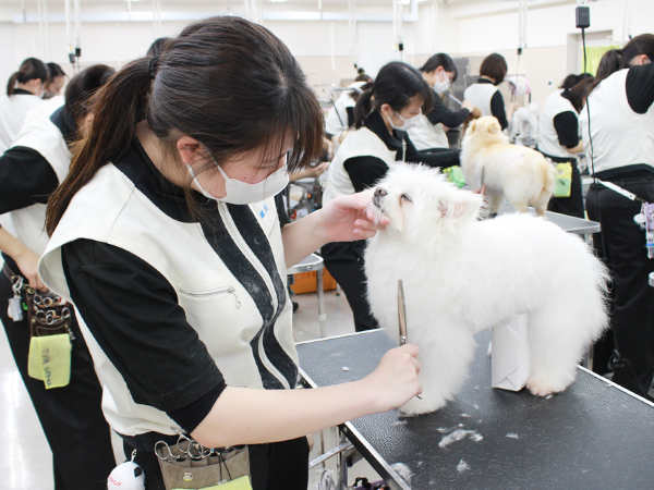 お客様犬のトリミング実習♪